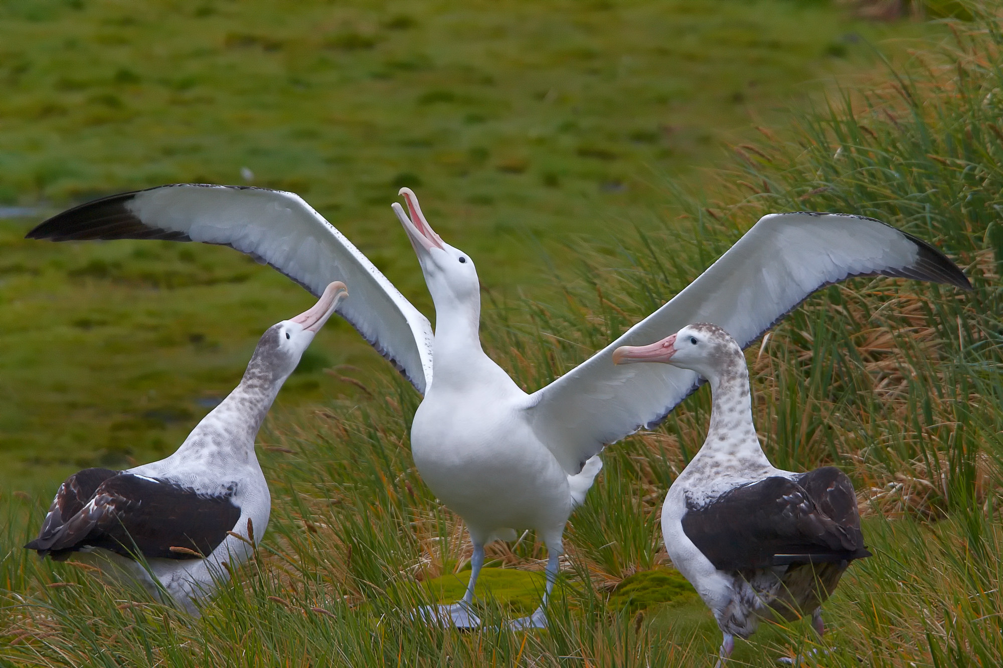 balzender Wanderalbatros, Prion Island, Süd Georgien